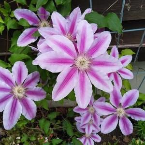 Meet your Posher, Julian